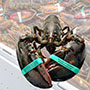 Shellfish Bands.jpg